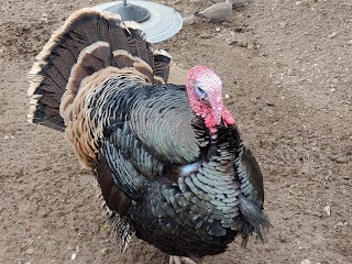 Fattoria Didattica del Parco Giardino Sigurtà