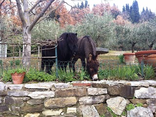 Ambulatorio Veterinario alla Fortezza