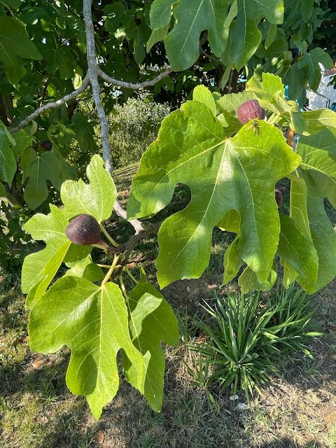 Cascina Cortassa