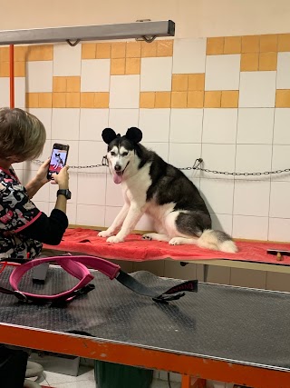 Toelettatura Pet Peluqueria Belli E Pettinati Di Ghisellini Miriam