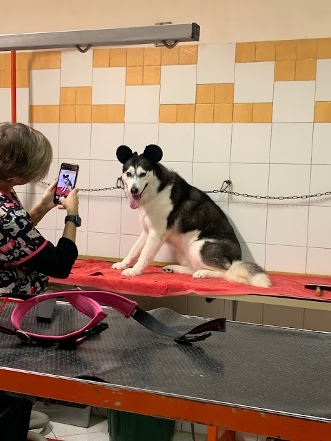 Toelettatura Pet Peluqueria Belli E Pettinati Di Ghisellini Miriam