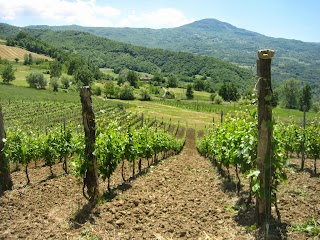 Tenuta Borri Azienda Vitivinicola