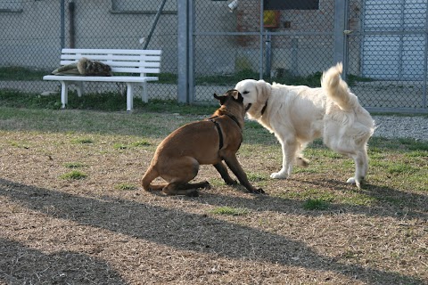 Passion for Dogs - Centro Cinofilo