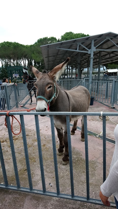 Ambulatorio Veterinario