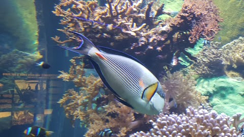 Il mondo di nemo