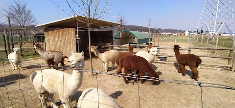 AeAlpaca