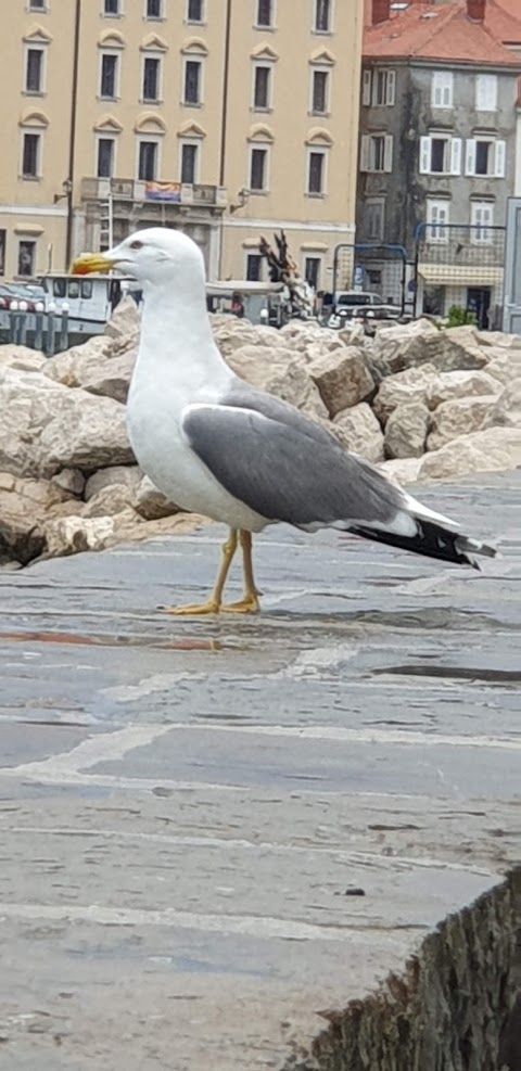 Bus station Piran