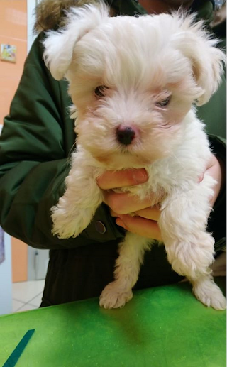 Ambulatorio Veterinario Ospedaletto Degli Animali