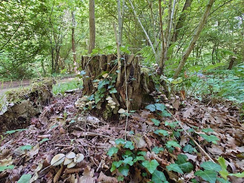 Il Lagone - Parco Naturale dei Lagoni di Mercurago