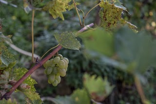 La Vecchia Fattoria