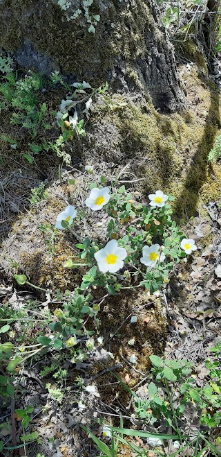 bosco dei Renai