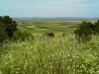 Pulicchio di Gravina