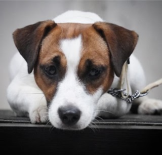 Allevamento jack Russell terrier Sweet-Pride pelo liscio/broken/ruvido firenze...e pensione cani e gatti