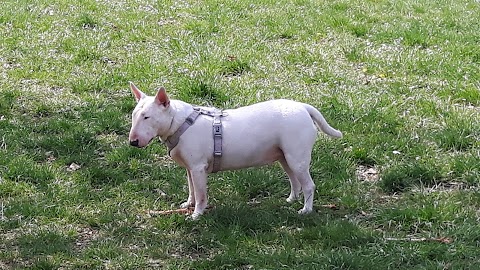 Ambulatorio Veterinario Villa Torchi