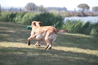 Centro Cinofilo PerformanceDog