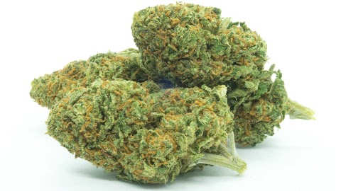 Therapy Flowers | www.therapyflowers.it | Cannabis Light - Infiorescenze - Olio CBD |