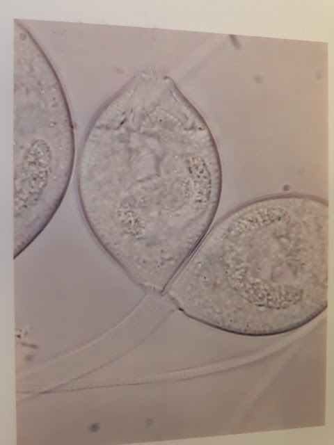 Laboratori di Ricerche Cliniche Dr. Alessandro Bifulco S.r.l.