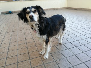 Casa Di Bellezza Del Cane Di Chiapelli Fausto