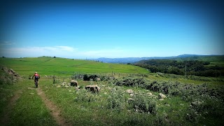 Bosco di Granvilla