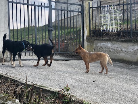 Ambulatorio Veterinario Val Tidone