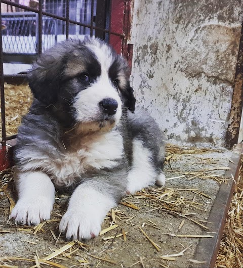 Ospedale Veterinario Marika srls