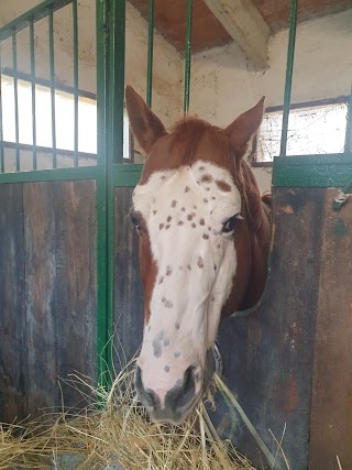 Maneggio Fil-ippo Castellaro Ranch