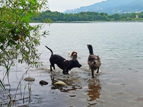 Dog Sitter Como - A spasso nel bosco