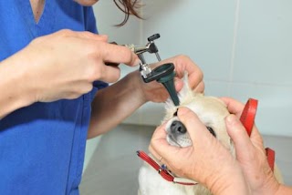 Ambulatorio Veterinario Benedetti - Tiretta e Lazzeri