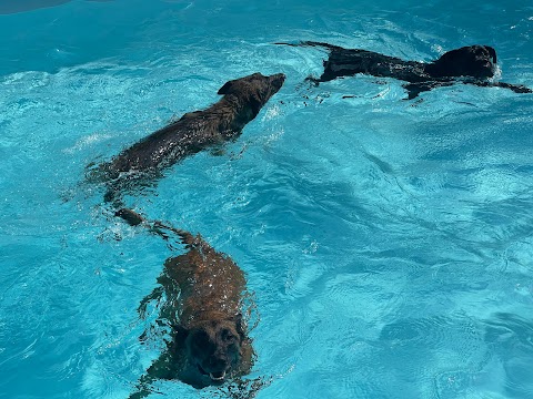 Pensione e Asilo per cani Villa Quattro Zampe