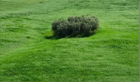 Bartolini Sergio FORESTAL GARDEN