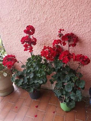 Fiori e Piante Il Bouquet