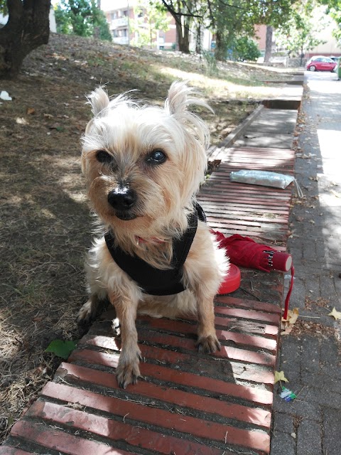 Ambulatorio Veterinario Dr.ssa Cristina Zullino