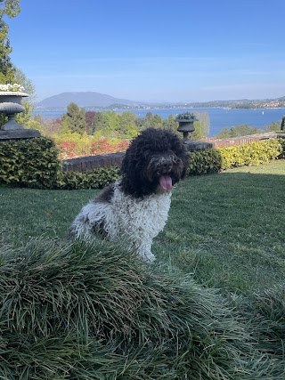 Allevamento Lagotto Romagnolo del Carpino Nero di Andrea Langianni