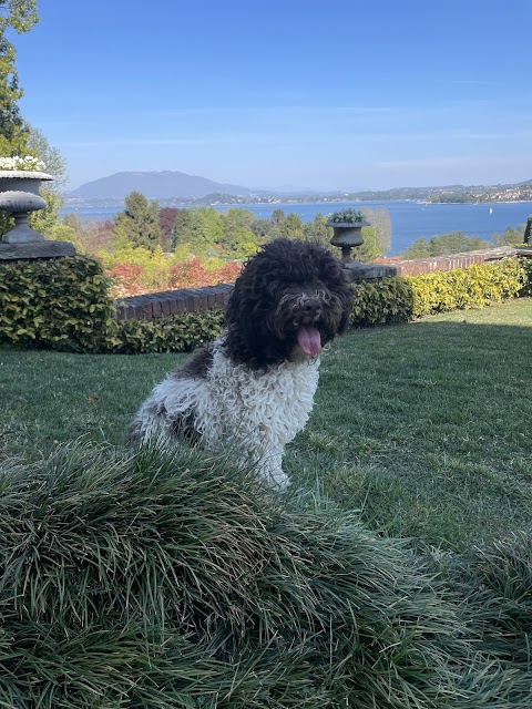 Allevamento Lagotto Romagnolo del Carpino Nero di Andrea Langianni