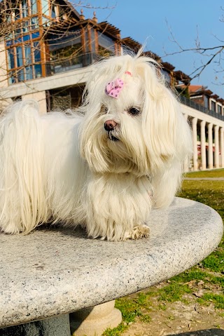 Veterinario Nutrizionista Milano Dott.ssa Barbara Tonini