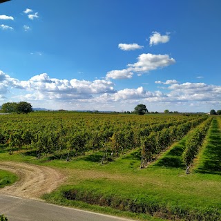 AZ. Agricola Rensi Stefano - Le vigne del Muraglione