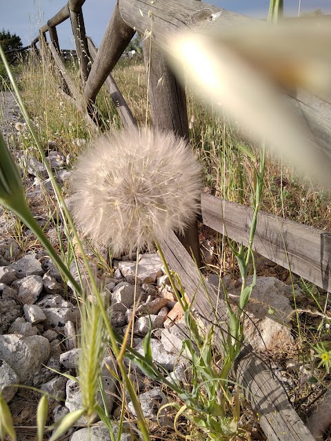 Area Pic-Nic - Carbottiello