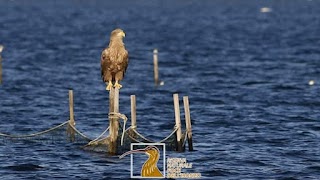 Riserva Naturale Regionale della Foce dell'Isonzo Isola della Cona