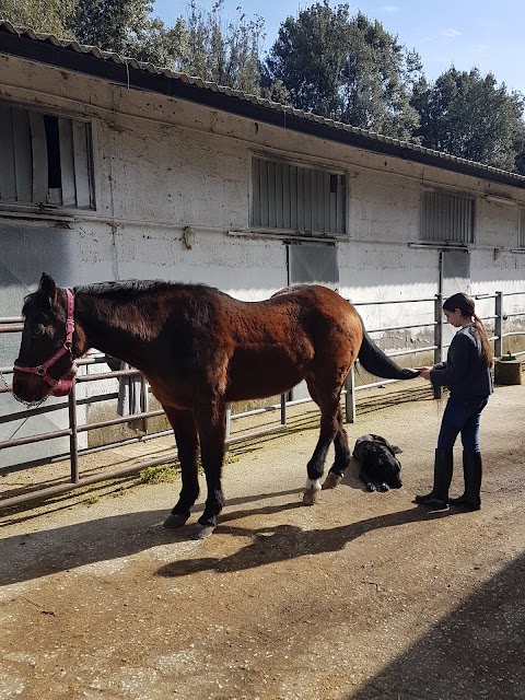 Centro Ippico "AMICO CAVALLO"