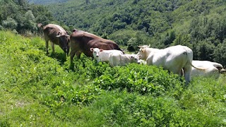 Agriturismo "Il Boschetto", Scurtabó