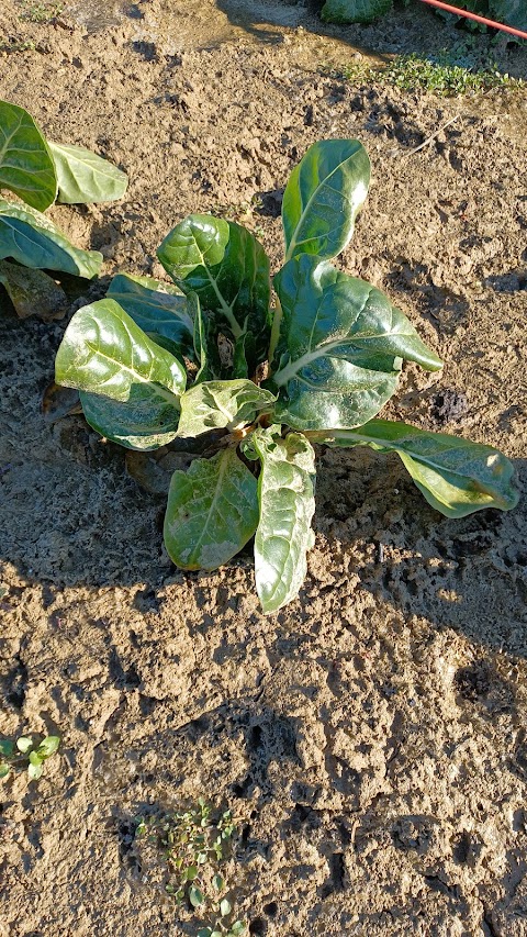 Az. Agricola L'isola nel Veneto