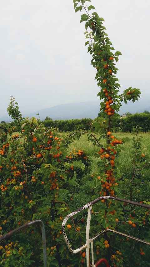 Azienda agricola Rossetto Ezio