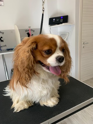 Max Dog Grooming