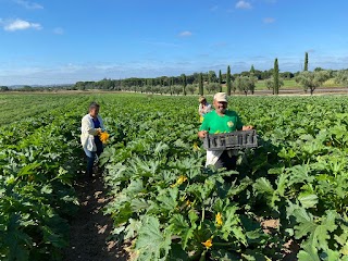 Azienda Agricola Biologica Orto di Fabiana