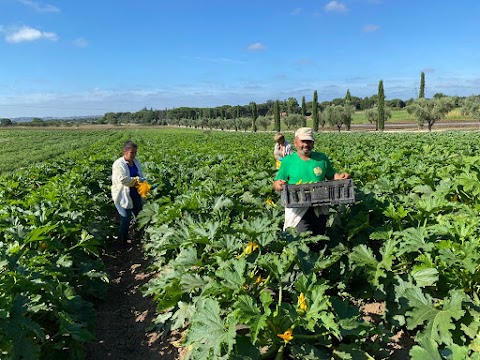 Azienda Agricola Biologica Orto di Fabiana