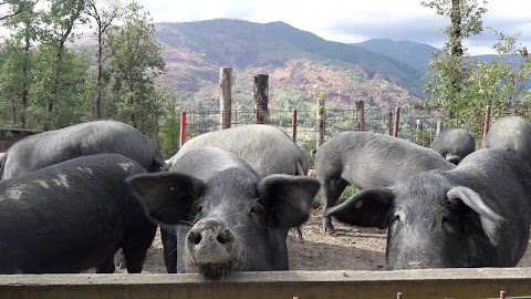 Azienda Agricola IL POGGIOLINO Montemurlo