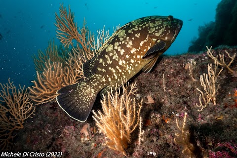 BIKINI DIVING - Centro subacqueo - Immersioni Banco di S.Croce - Punta Campanella - Capri