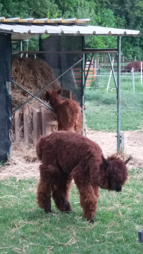 Trekking con alpaca e lama