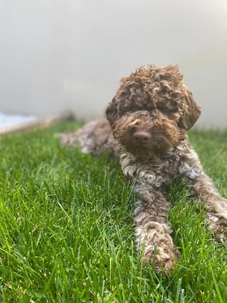 Allevamento Lagotto Romagnolo del Carpino Nero di Andrea Langianni