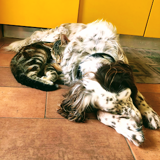 Ambulatorio Veterinario Tasso - Dott. sse Adriana Pascale e Marilena Russo